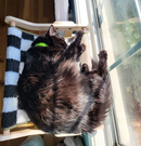 ¡COLECCIÓN DE LIQUIDACIÓN! FLEXICAMA PARA GATOS